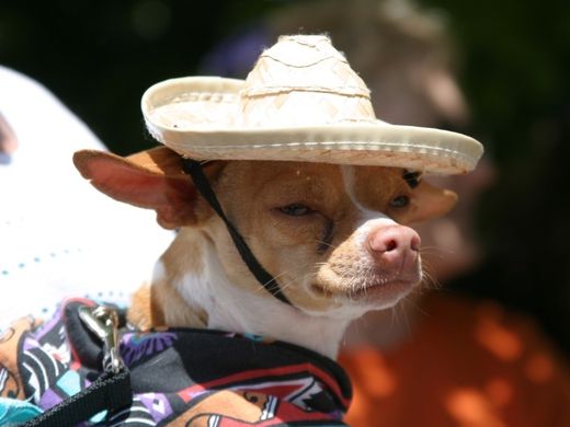 Dog with sombrero